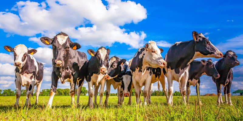 Mais com o mesmo: sele&ccedil;&atilde;o e manejo de animais para a produ&ccedil;&atilde;o leiteira