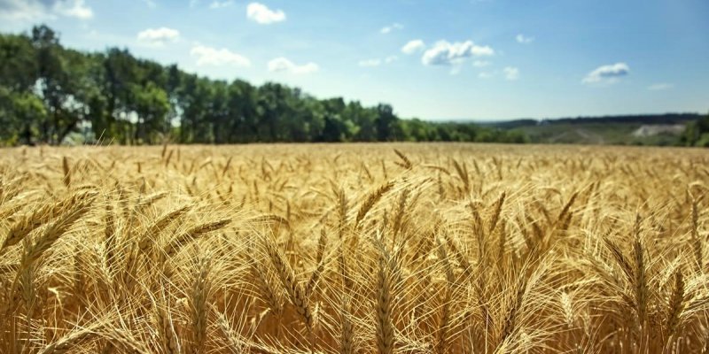 Trigo demanda aten&ccedil;&atilde;o especial do produtor