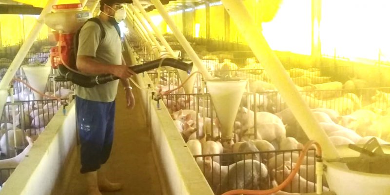 Qualidade do ar na suinocultura
