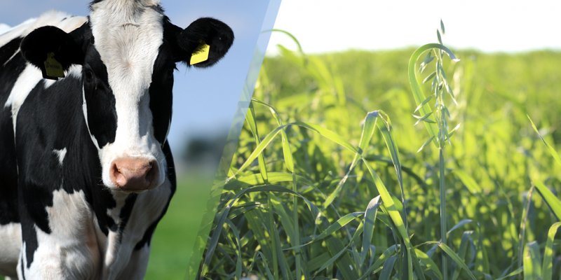 Aveia &eacute; alternativa para alimenta&ccedil;&atilde;o das vacas durante o inverno