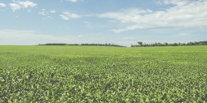 Copagril realiza projetos para cooperados sobre Custeio Agr&iacute;cola Safra Ver&atilde;o 2020/2021