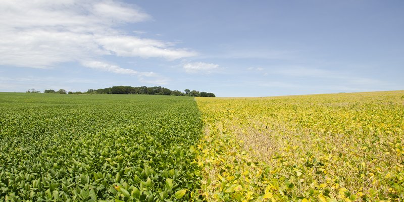 Per&iacute;odo de desseca&ccedil;&atilde;o da soja demanda aten&ccedil;&atilde;o do produtor rural
