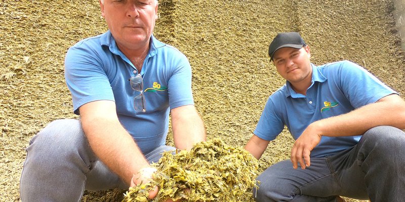 Qualidade da silagem e a rela&ccedil;&atilde;o com o desenvolvimento animal e a produ&ccedil;&atilde;o leiteira
