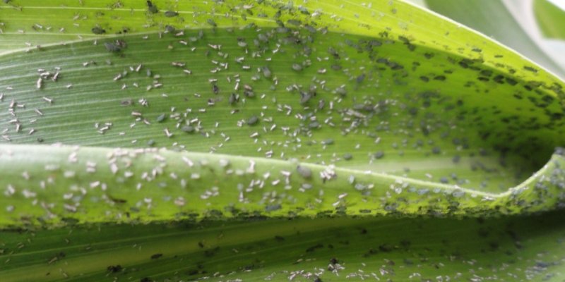 Import&acirc;ncia do controle de pulg&atilde;o do milho em per&iacute;odos de estiagem