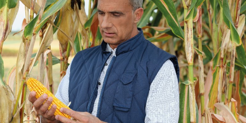 PRONAF: Mapa prepara novo cadastro nacional para registro de agricultores familiares
