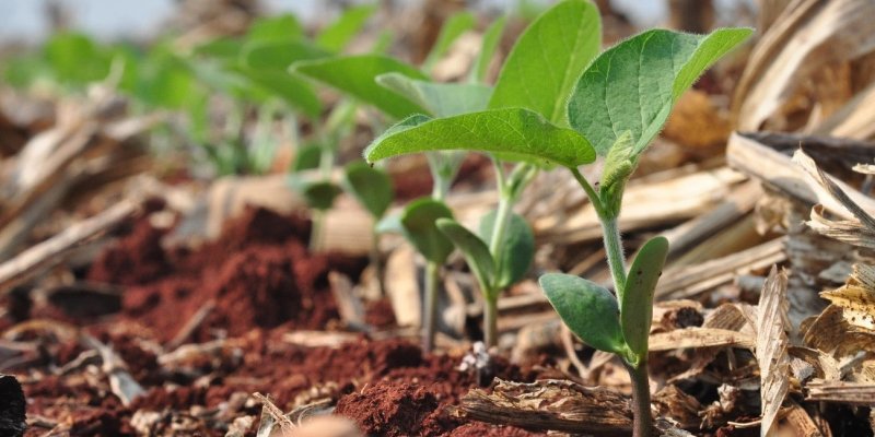 Plantio de soja e clima animam produtores