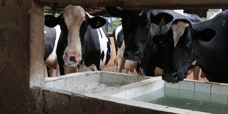 O uso de suplementos minerais por pecuaristas tem auxiliado em todas as fases da vida bovina