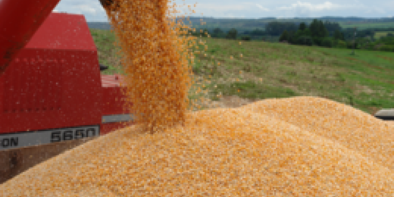 ONU pede suspens&atilde;o do consumo de milho na produ&ccedil;&atilde;o de etanol