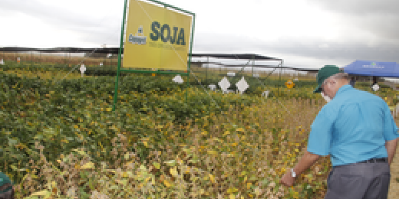 Unidade de Bela Vista recebe Dia de Campo Soja na sexta-feira                              