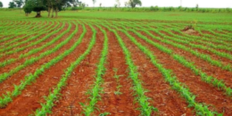 Plantio do Milho Safrinha j&aacute; iniciou na regi&atilde;o Oeste do Paran&aacute;                              