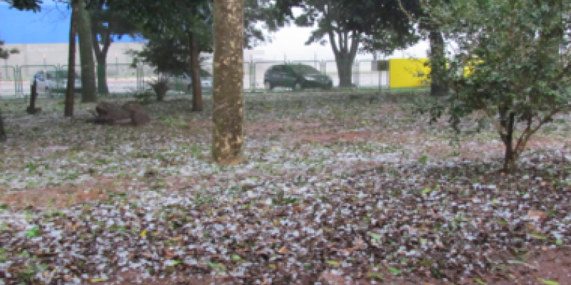 Volume de chuva e granizo n&atilde;o causaram grandes preju&iacute;zos na lavoura                              
