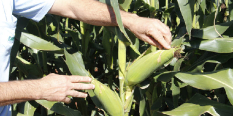 &Eacute; amanh&atilde;: Dia de Campo Milho Safrinha                               