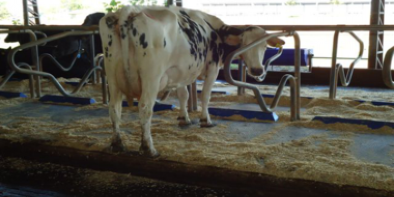 Conforto animal &eacute; essencial para bom desempenho nas produ&ccedil;&otilde;es leiteiras