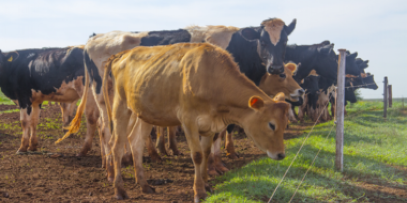 Vacas felizes produzem mais