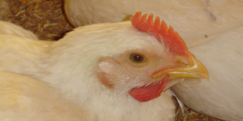 Consumo de carne de frango no Brasil foi de quase 42 kg/habitante em 2013