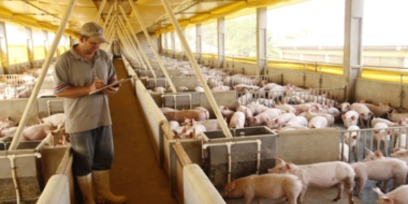 Projeto de Certifica&ccedil;&atilde;o da Carne Su&iacute;na 