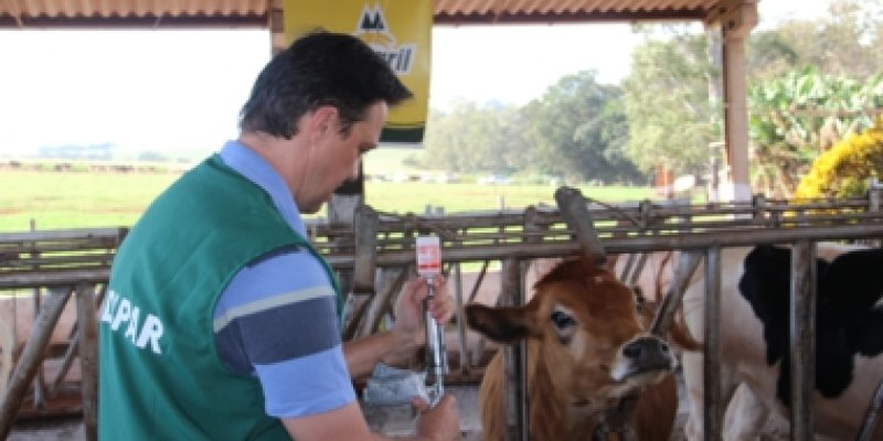 Campanha de vacina&ccedil;&atilde;o contra a febre aftosa termina amanh&atilde;