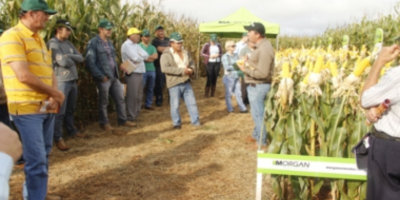 Bela Vista promove Dia de Campo Safrinha na sexta-feira