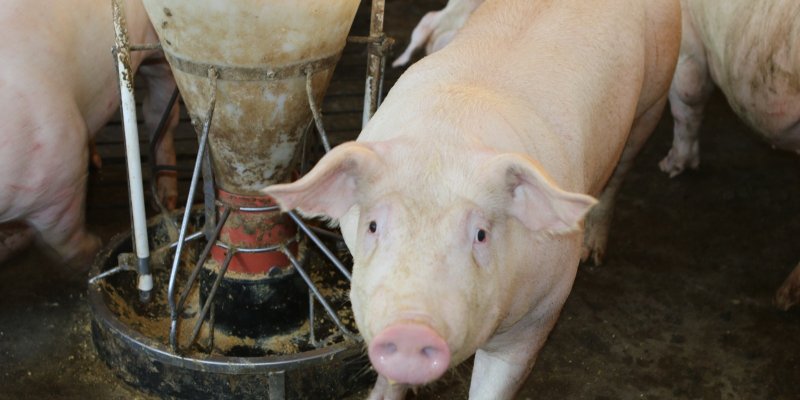 Manejo alimentar adequado potencializa resultados na suinocultura