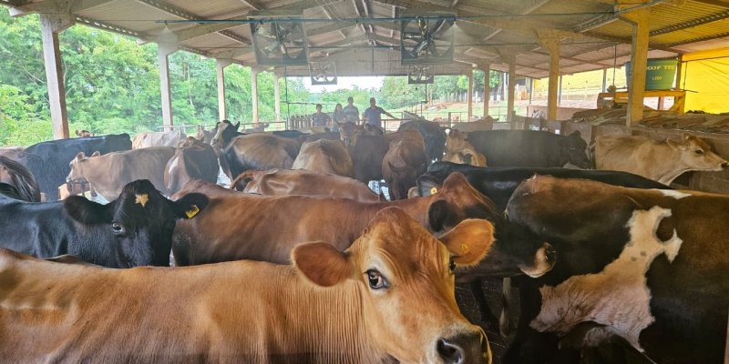 Bem-estar animal potencializa a produ&ccedil;&atilde;o de leite 